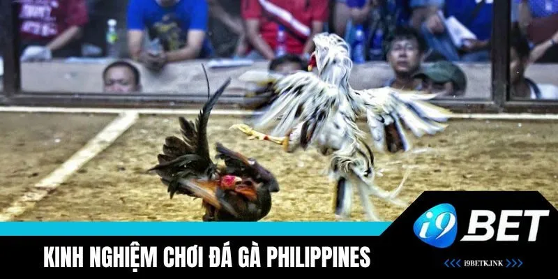 Kinh nghiệm chơi đá gà Philippines tại i9BET thắng lớn 