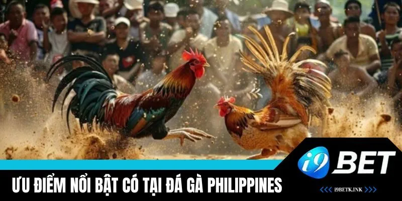 Ưu điểm nổi bật của đá gà Philippines tại i9BET