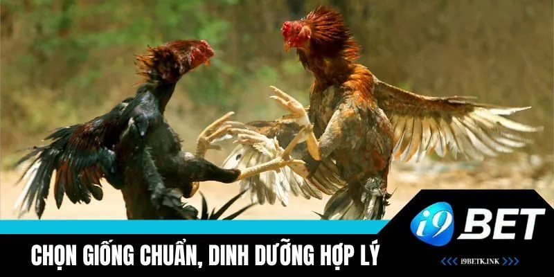 Chọn giống chuẩn, dinh dưỡng hợp lý, chuồng trại sạch sẽ