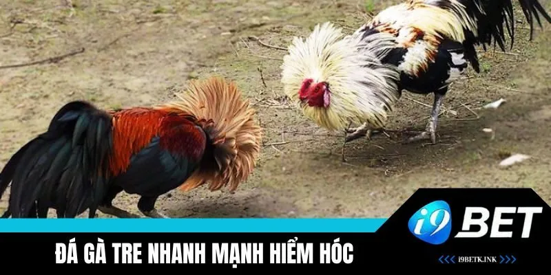 Đá gà tre nổi bật với lối đá nhanh mạnh hiểm hóc