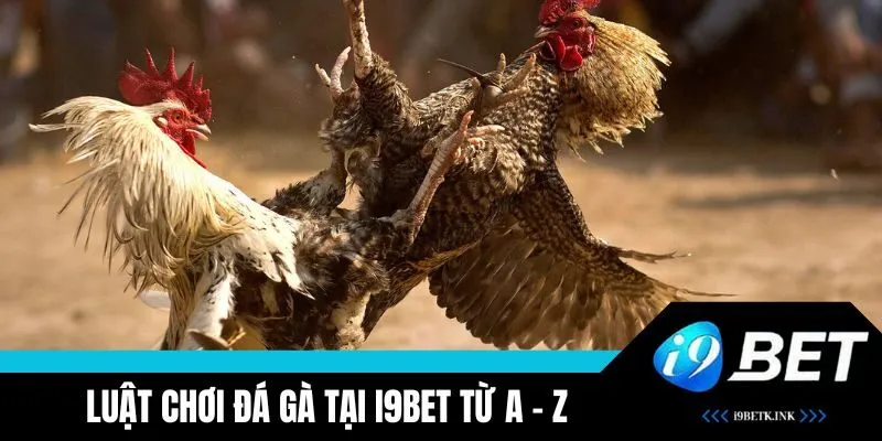 Luật chơi đá gà tại i9BET chi tiết nhất