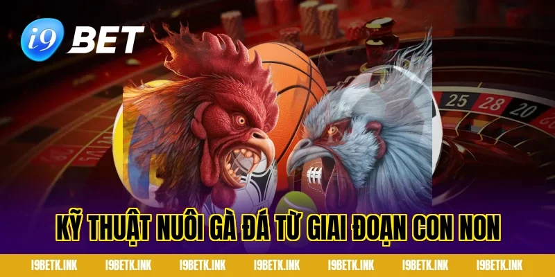 Kỹ thuật nuôi gà đá từ giai đoạn con non