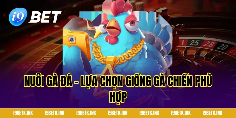 Nuôi gà đá - Lựa chọn giống gà chiến phù hợp