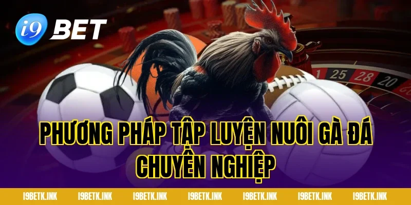 Phương pháp tập luyện nuôi gà đá chuyên nghiệp