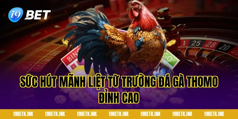 Sức Hút Mãnh Liệt Từ Trường Đá Gà Thomo Đỉnh Cao